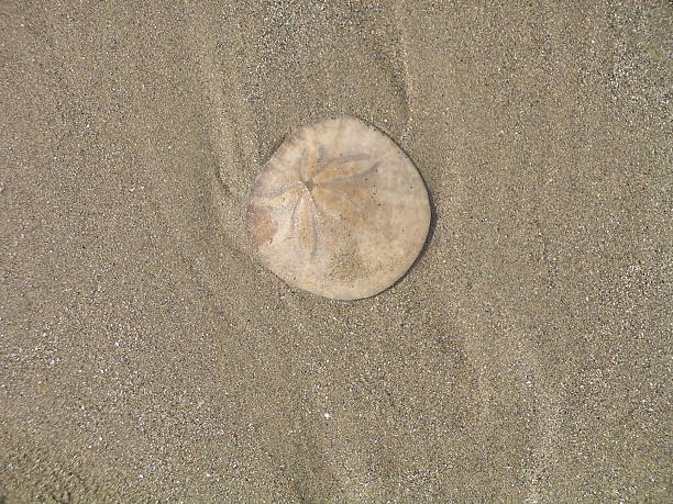 Surf, Sand Dollar, and Beach stock photo