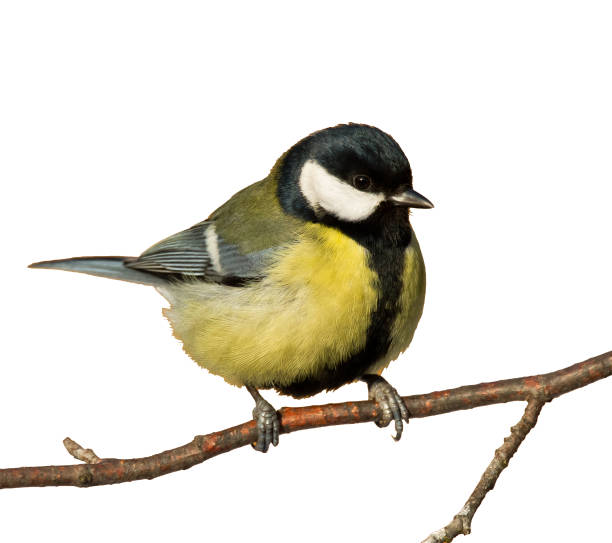 istock Colorful great tit Parus major perched on a tree , bird isolated on white background 1472575846