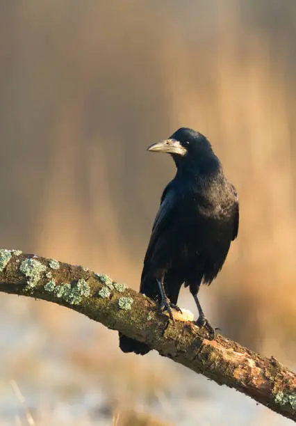Rook Corvus frugilegus flying black bird, wildlife Poland Europe