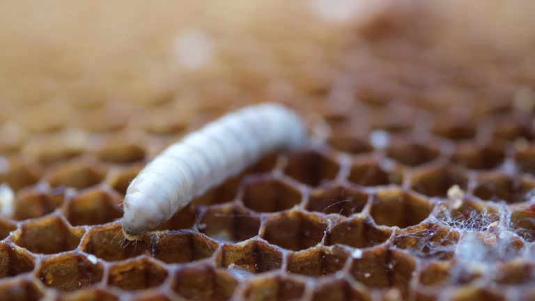 The larva wax moth bite honeycomb. Its larvae eat the wax, pollen, bee-bread and honey. Waxy Miles Destroy Bee Cells.