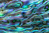 Closeup texture of unique and original shell from the Pacific Ocean surrounding New Zealand