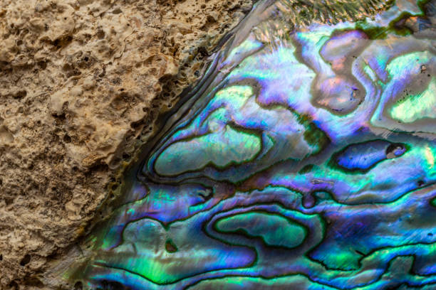 istock Mysterious sea shell with a rocky structure on the outside and pearly on the inside 1472576745