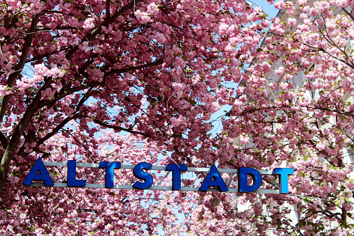 Die Kirschblüte in Bonn zieht Besucherinnen und Besucher aus aller Welt in die ehemalige Hauptstadt Deutschlands.