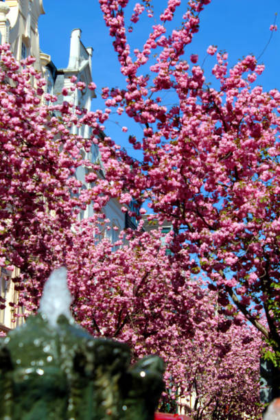 istock Popular Cherry Blossom in Bonn, Germany 1472577312