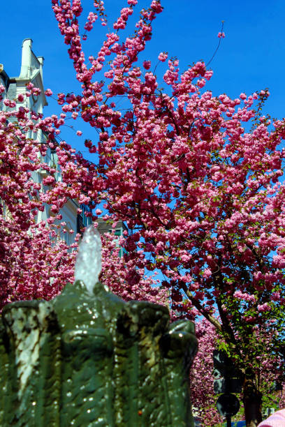 istock Cherry blossom in Bonn 1472577387