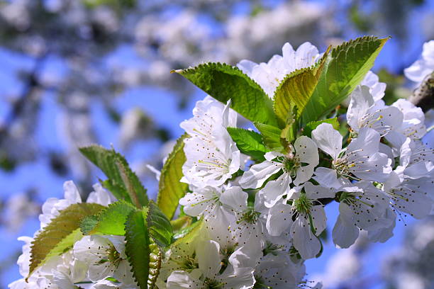 Galho com flores brancas - foto de acervo