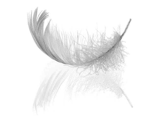istock curl of light swan feather 147257804