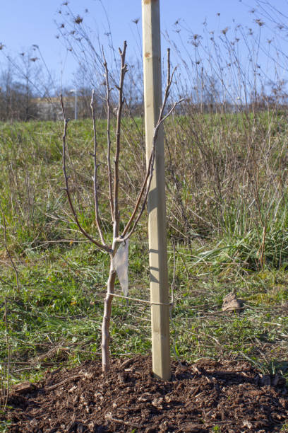 istock young tree planted with stake in countryside with building background 1472579423