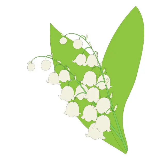 Vector illustration of Lily of the valley pair with leaves,
Vector illustration isolated on white background