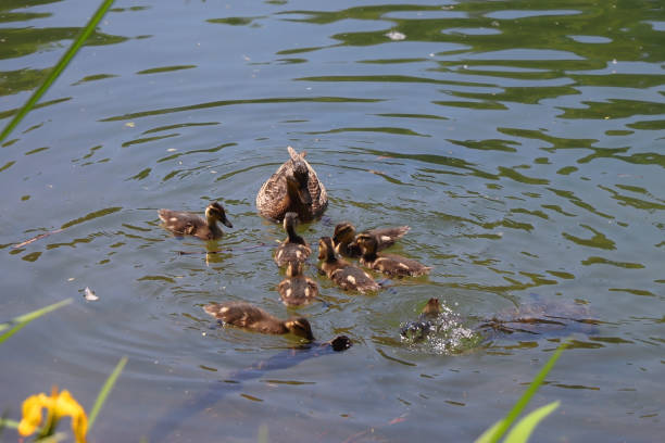 istock Mother Duck and Ducklings 1472579908