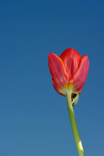 Vertical Tulip stock photo
