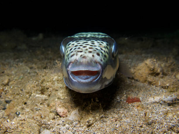 Silver-cheeked toadfish from the Mediterranean Sea Lagocephalus sceleratus silver cheeked toadfish stock pictures, royalty-free photos & images