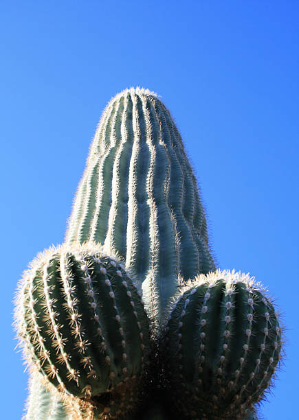 saguaro cactus penis suggestive saguaro cactus (Carnegiea gigantea) penis form against a blue sky phallus shaped stock pictures, royalty-free photos & images