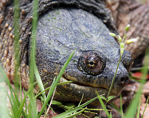 istock head shot of a snapping turtle 147258337