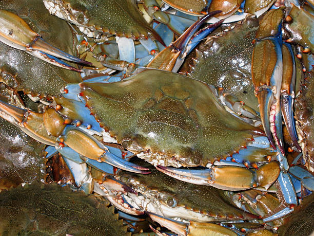 istock Bushel of Blue Crabs 147258353