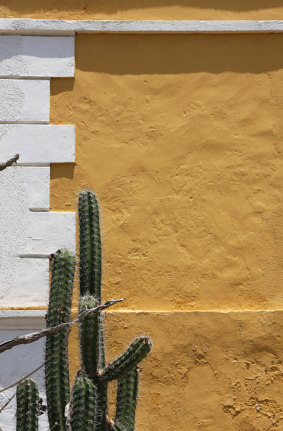 Yellow wall with cactus stock photo