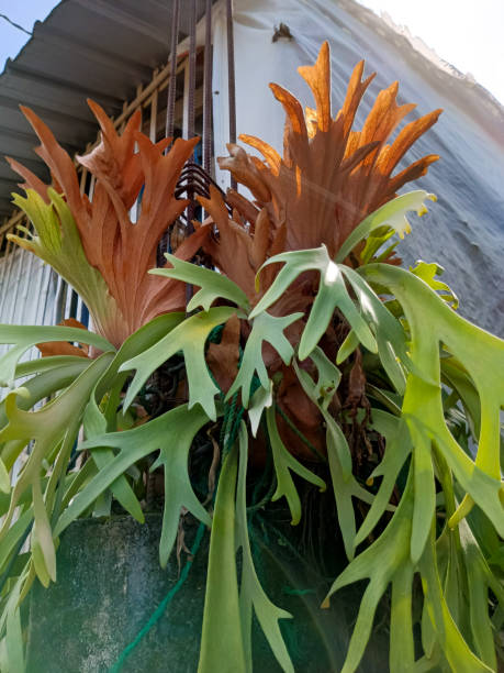 Elkhorn fern Plant photo Elkhorn fern Plant photo, taken at close range platycerium bifurcatum stock pictures, royalty-free photos & images