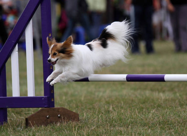 istock Papillon dog clearing a jump 1472584720