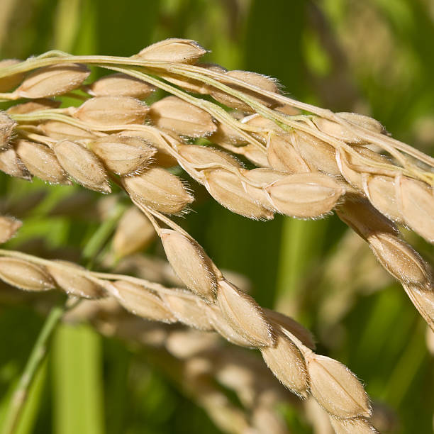 rice-grain-leder auf plant - rice paddy rice food short grain rice stock-fotos und bilder