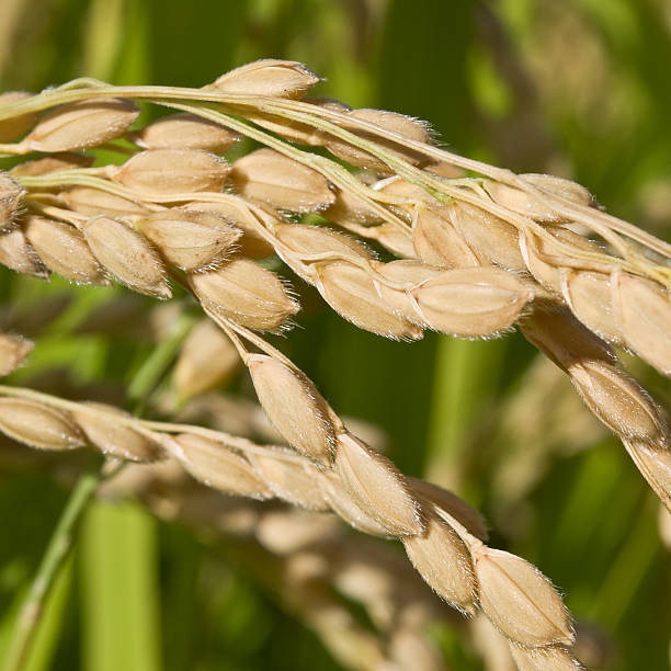 라이스 낟알 on 공장요 - rice paddy rice food short grain rice 뉴스 사진 이미지