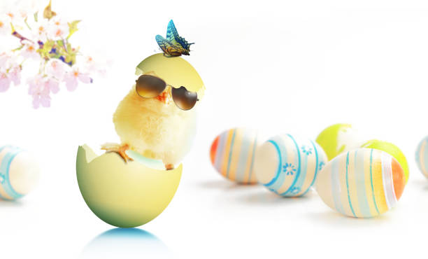 istock Funny cute baby chick with sunglasses and eggs. 1472585887