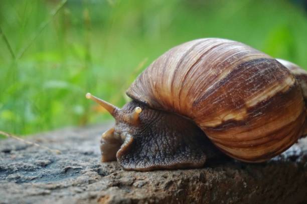 istock Snail Appear After The Rain 1472585953