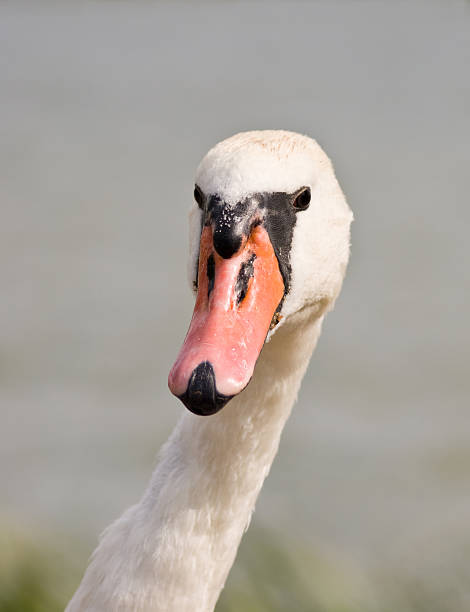Swam Photo Example 1,000+ Been Swam Stock Photos, Pictures & Royalty-Free Images - iStock