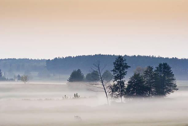 Pasture in evening fog stock photo