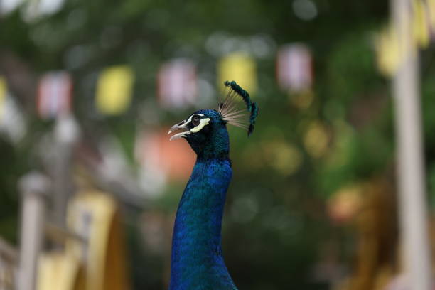 A peacock rest on a wooden fence in the middle of the forest in a national park in Thailand.