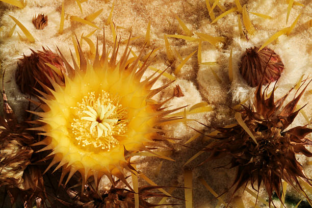 Cactus Flower Macro stock photo