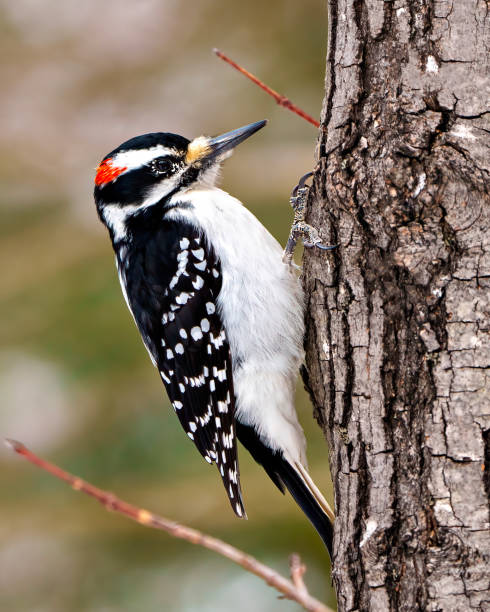 photo et image de pic. mâle grimpant sur un tronc d’arbre avec un arrière-plan flou dans son environnement et son habitat. - picoides villosus photos et images de collection