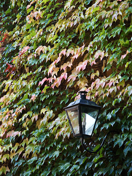 Ivy en pared - foto de stock