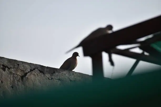 Photo of Birds silhouettes