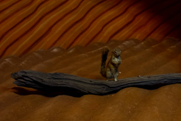 Selective focus of marmotini standing in its dark sand cage.