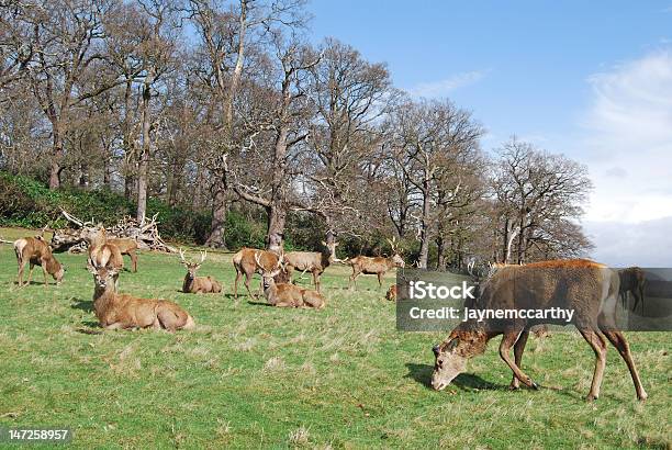 Photo libre de droit de Troupeau De Stags Richmond Park banque d'images et plus d'images libres de droit de Aménagement de l'espace - Aménagement de l'espace, Angleterre, Animaux à l'état sauvage