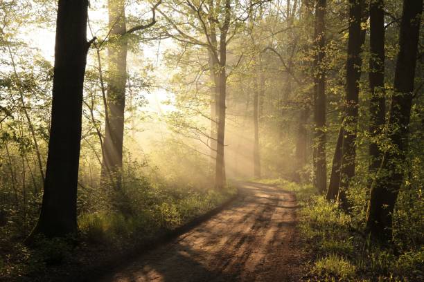 istock Country road through the forest 1472590660
