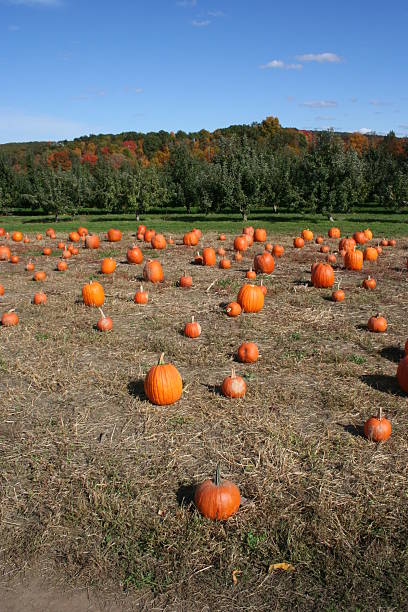Pumpkins in the field Pumpkins on the ground with apple trees on the background plushka stock pictures, royalty-free photos & images