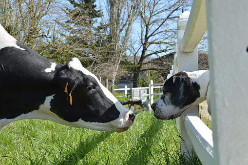 Beautiful scene with the meeting of a large Great Dane dog and a dairy cow.