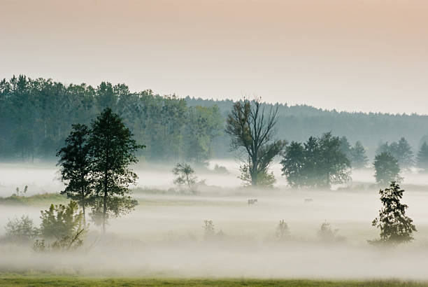 Meadows in fog stock photo