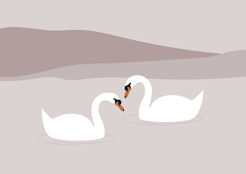 A couple of white swans swimming in the lake, wildlife and urban fauna