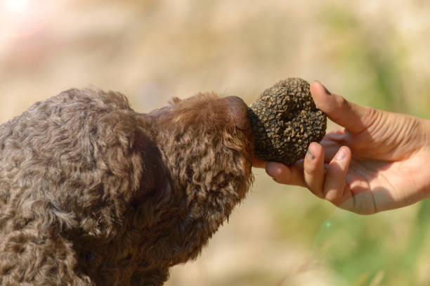 Purebred dog sniffs truffle smell outdoor Purebred Lagotto Romagnolo black truffle hunt, sense of smell training outdoor with sun flare and vivid color lagotto romagnolo stock pictures, royalty-free photos & images