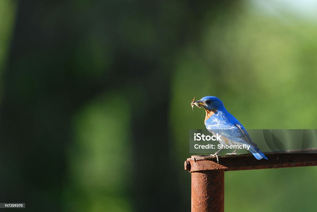 Azulejo gorjicanelo - Foto de stock de Animal libre de derechos