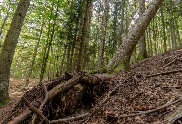 istock View of the undergrowth in the foreground 1472593778