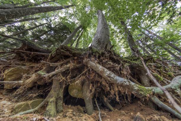 istock View of the undergrowth in the foreground 1472593821