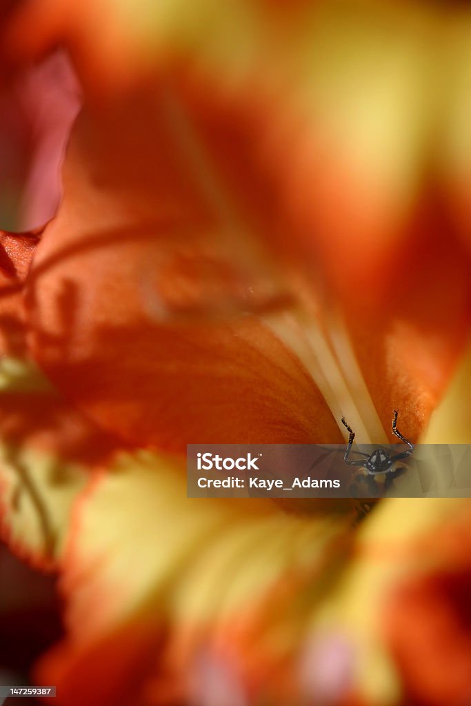 Escarabajo echar un vistazo al centro de flor - Foto de stock de Amarillo - Color libre de derechos