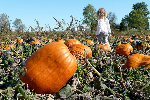 istock Beautiful Girl picking pumpkins at the pumpkin patch 147259429