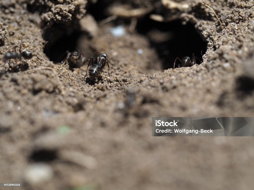 Ameise Ameisen am Nest Animal Antenna Stock Photo
