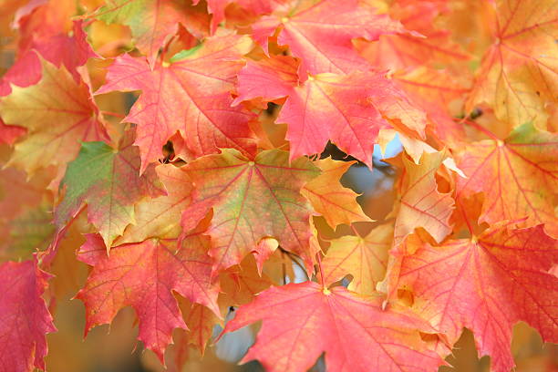 foglie d'autunno - sugar maple foto e immagini stock