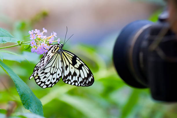 photgrapher shotting farfalla - black veined white butterfly foto e immagini stock