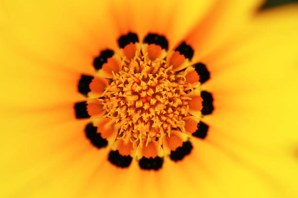 Macro image of a yellow coneflower